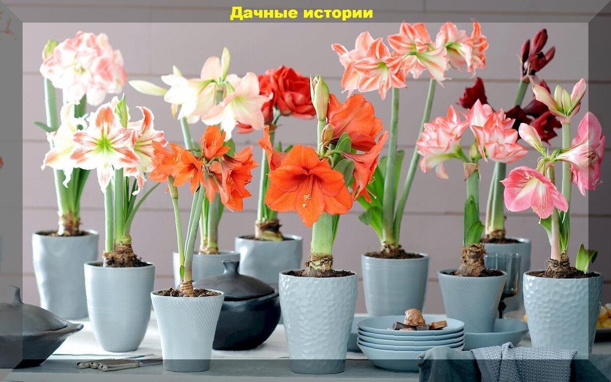 Гиппеаструм грунт луковичных