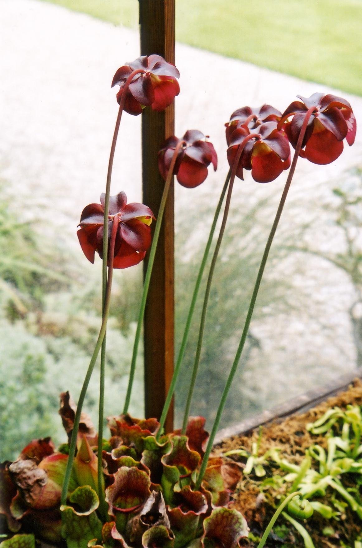 Sarracenia purpurea гомеопатия