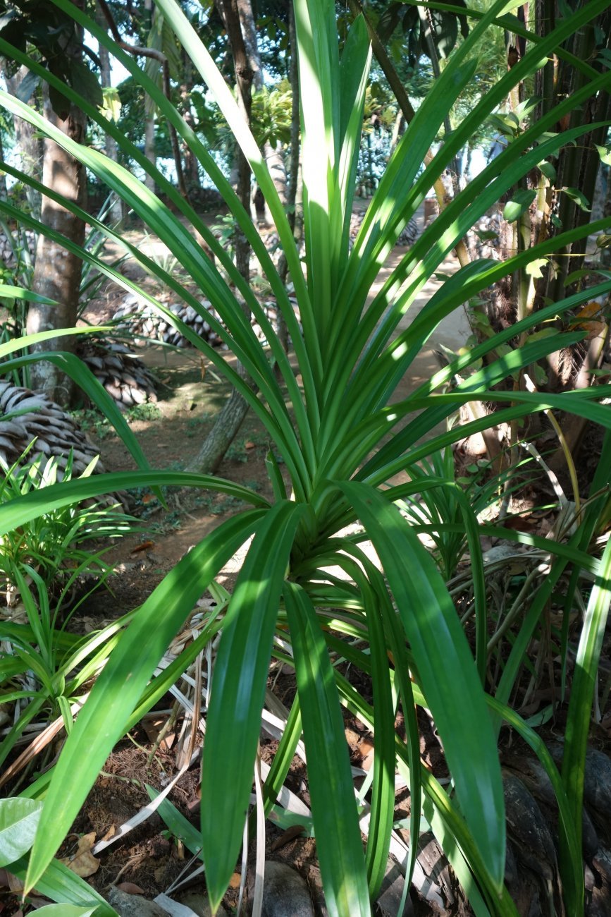 Pandanus amaryllifolius