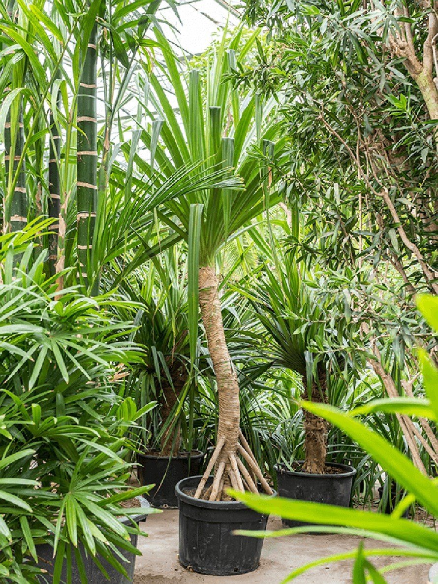 Pandanus utilis