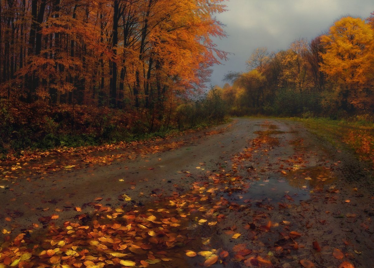 Дождь в осеннем лесу