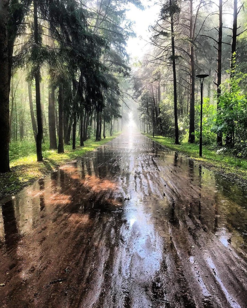 Лес после дождя