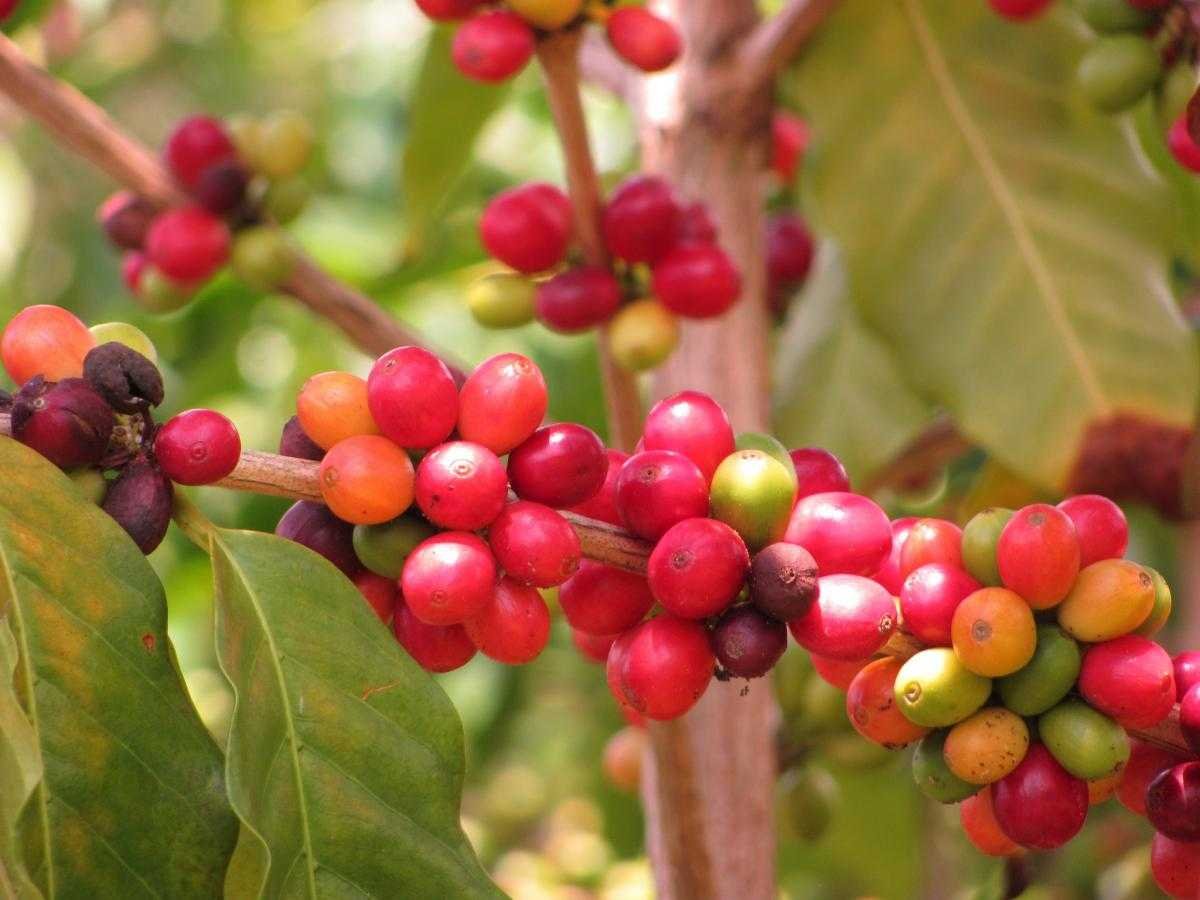Кофейное дерево (Coffea)