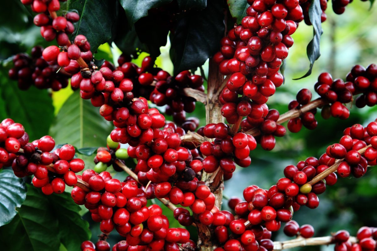 Кофейное дерево (Coffea)