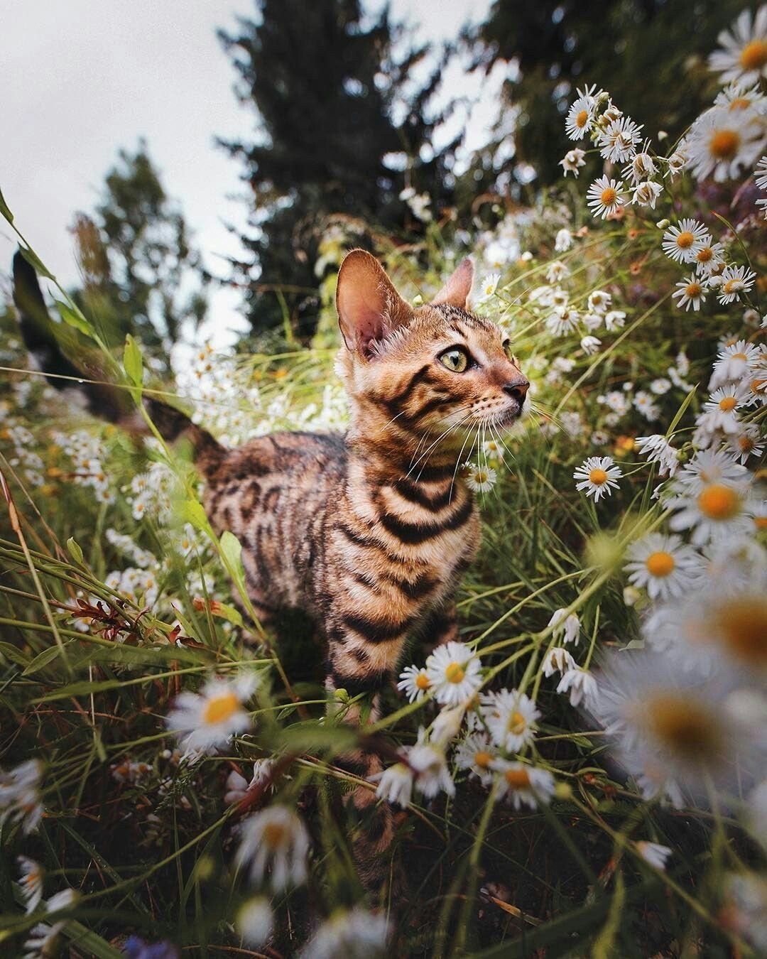 Красивая кошка на природе