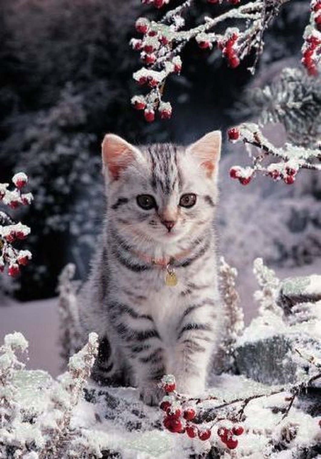 Коты зимой