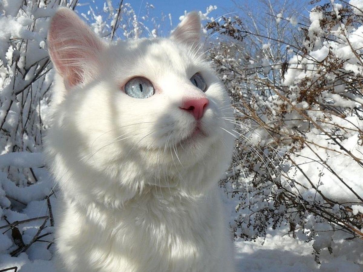 Белый кот снежок