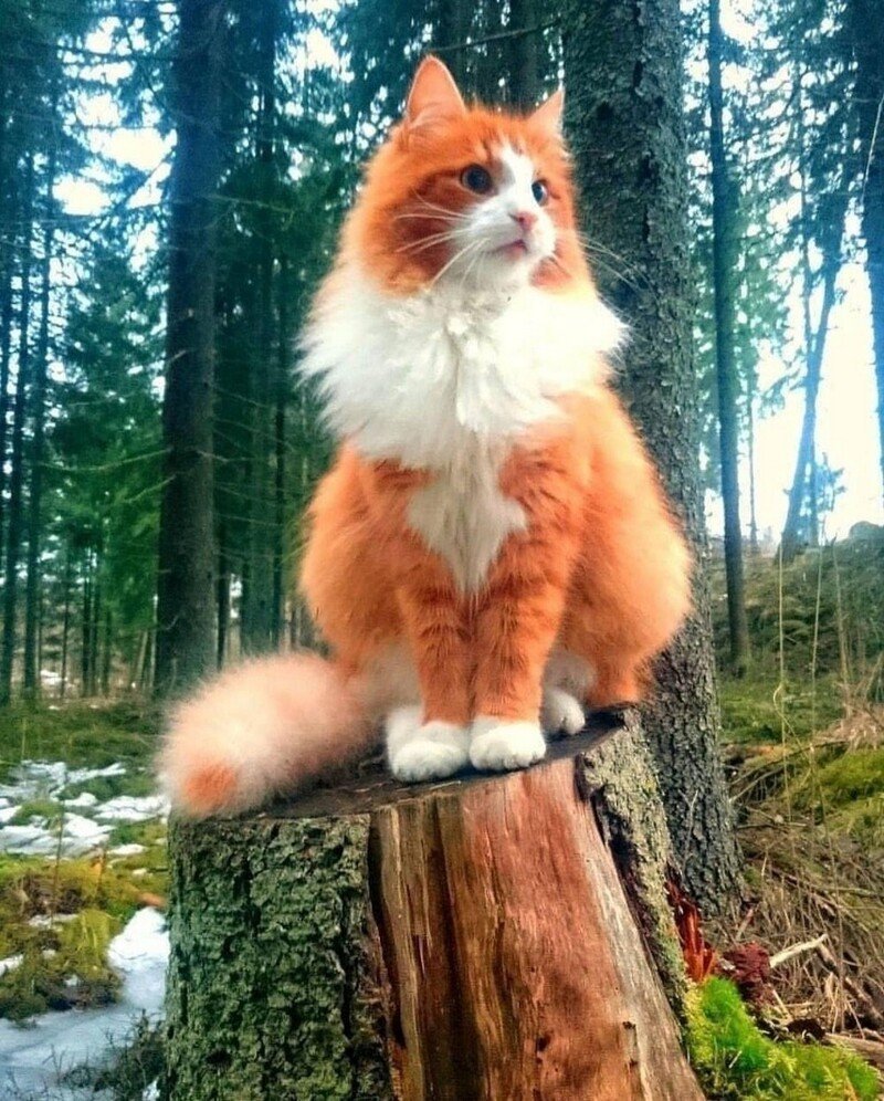 Норвежская Лесная кошка рыжая