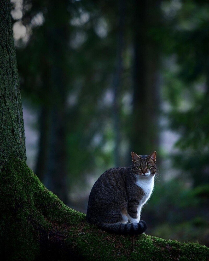 Красивая кошка в лесу