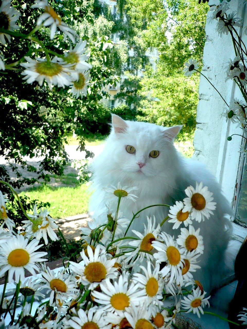Кошка лето