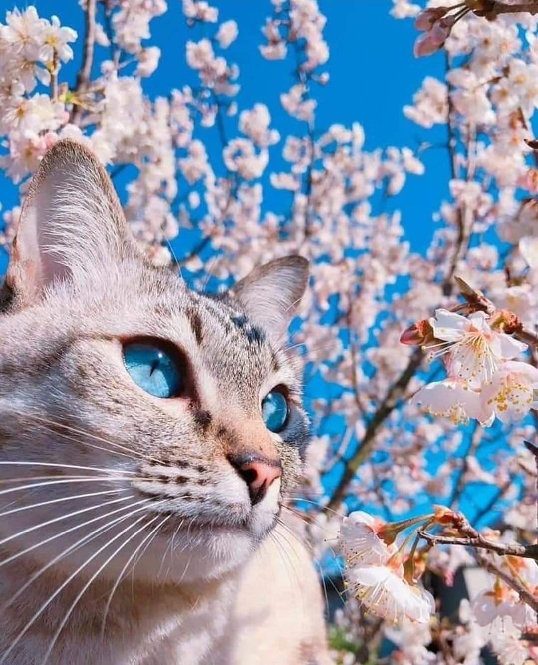 Весенние коты