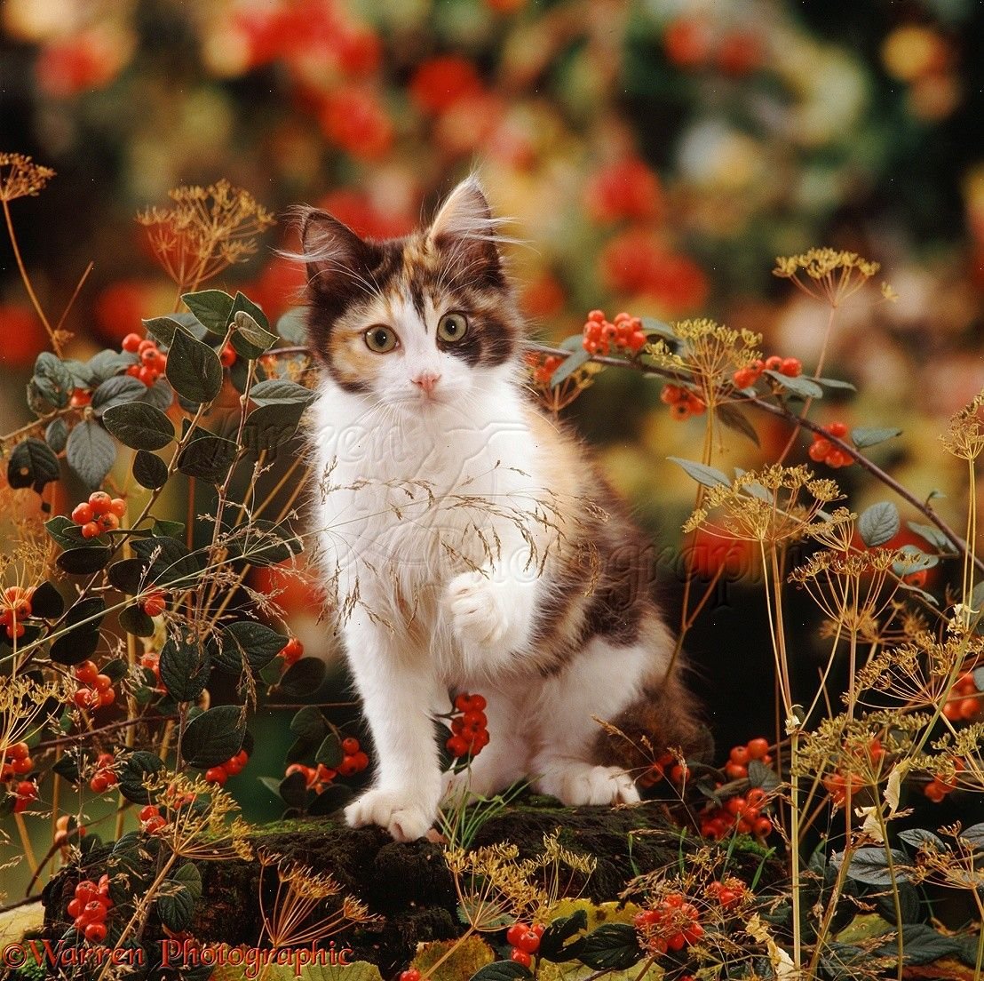 Котята осенью