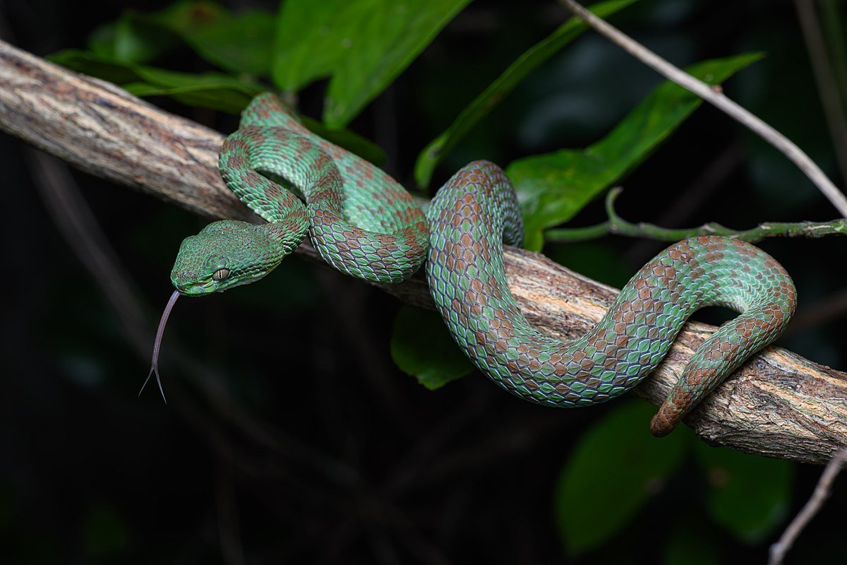 Philippine Pit Viper