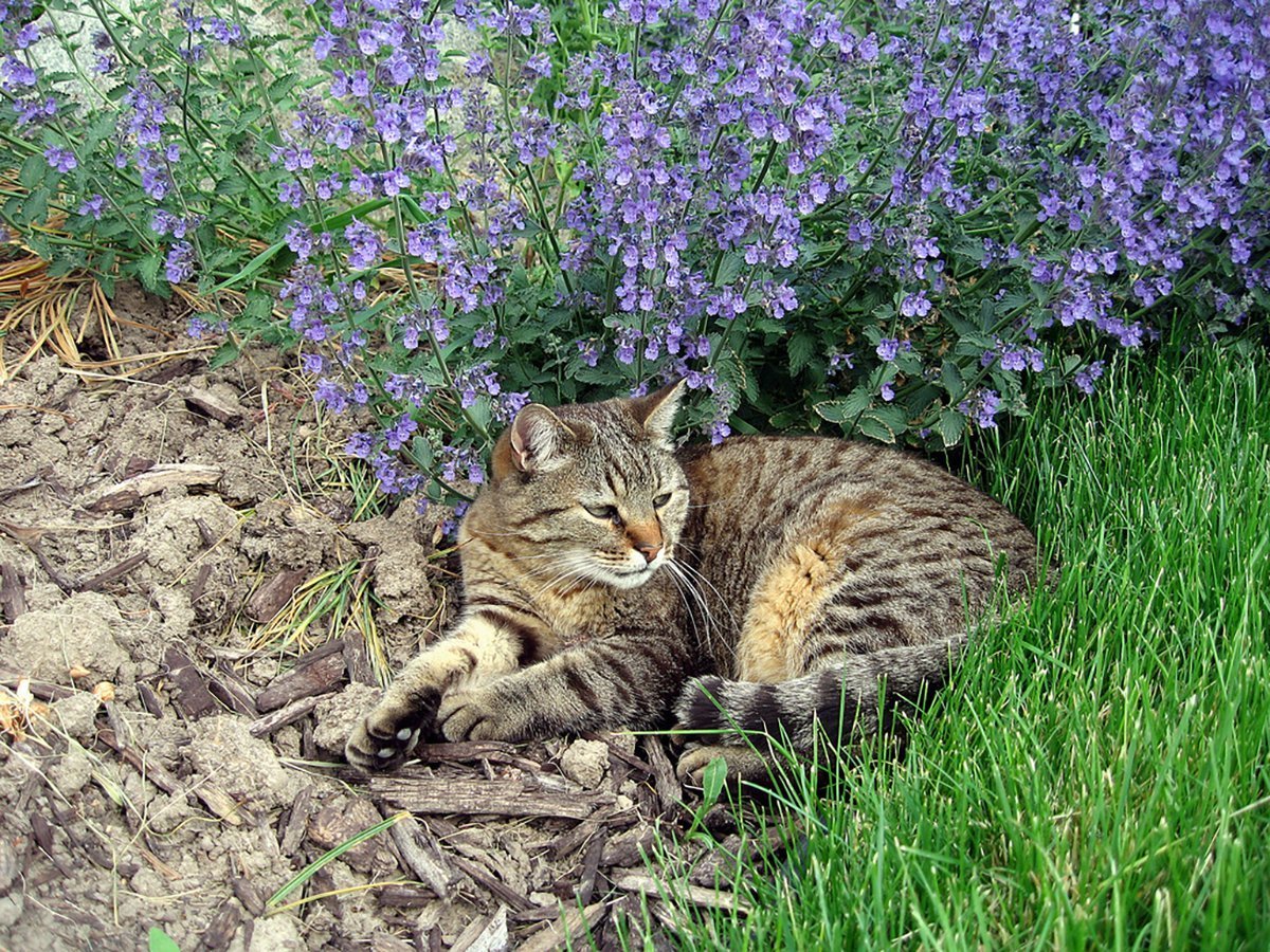 Котовник Фассена Кошачья мята