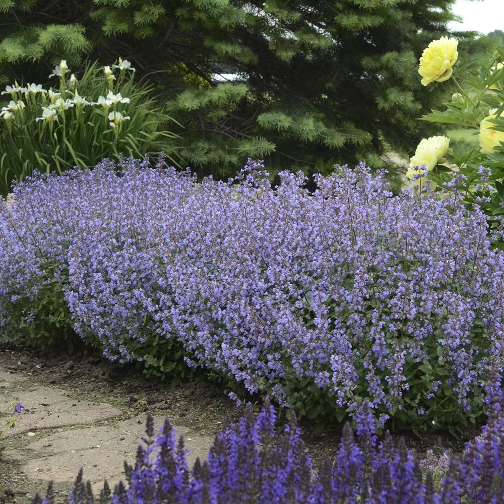 Котовник Фассена (Nepeta faassenii)