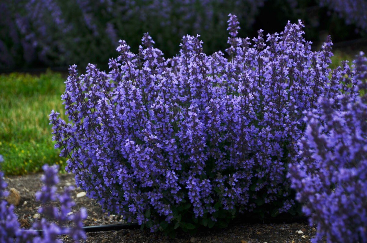 Котовник Фассена (Nepeta faassenii `Six Hills giant`)