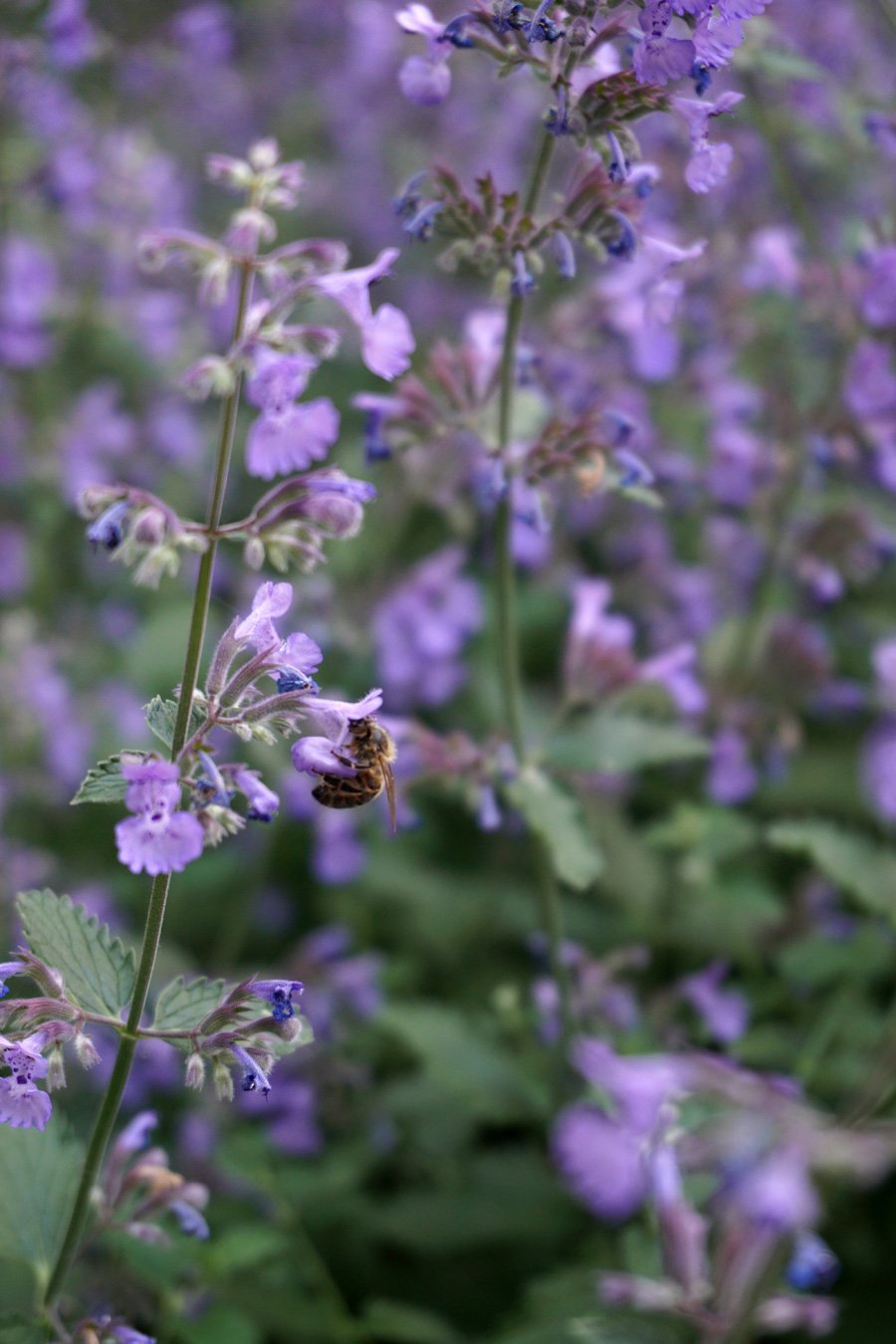 Котовник Nepeta Blue Dragon