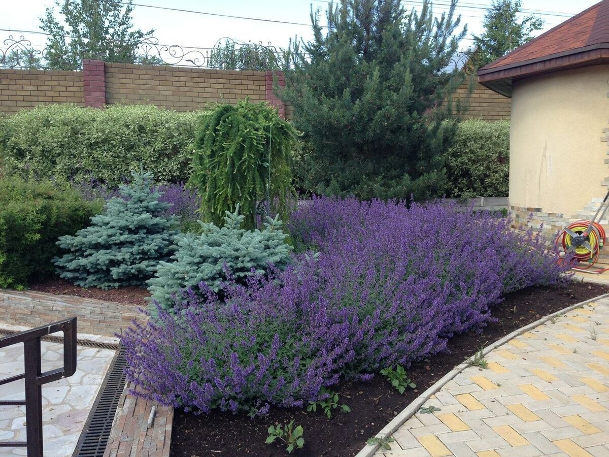 Котовник Фассена (Nepeta faassenii `Blue Wonder`)