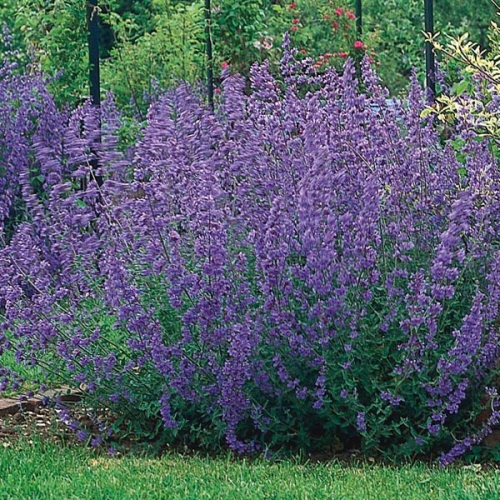 Котовник Фассена (Nepeta faassenii `Kit Cat`)