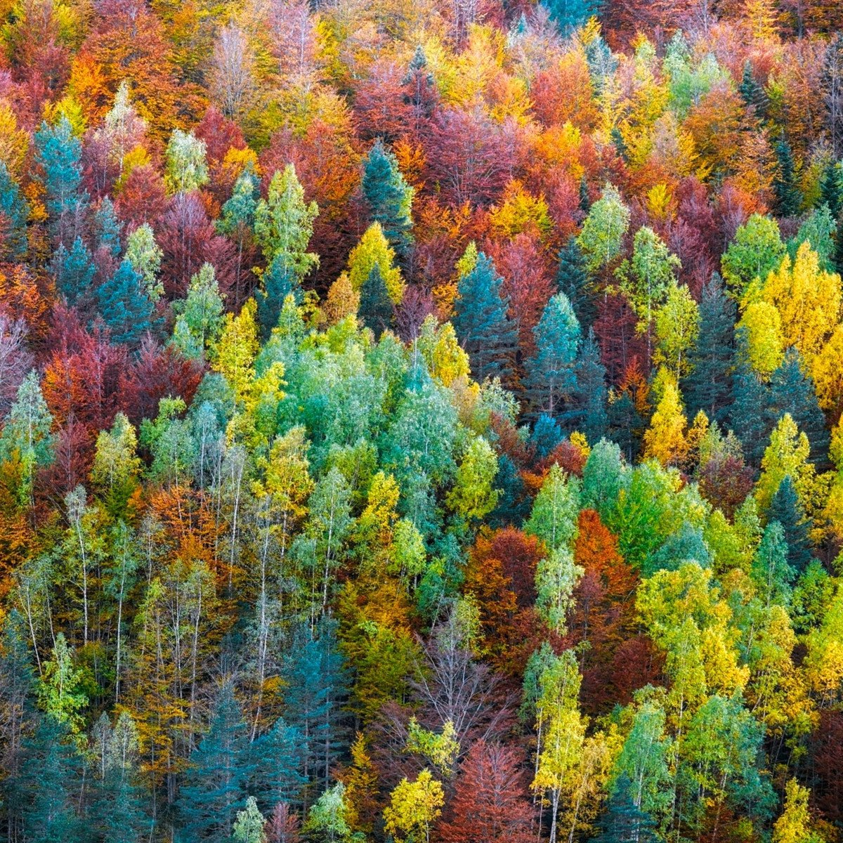 Краски осени лес