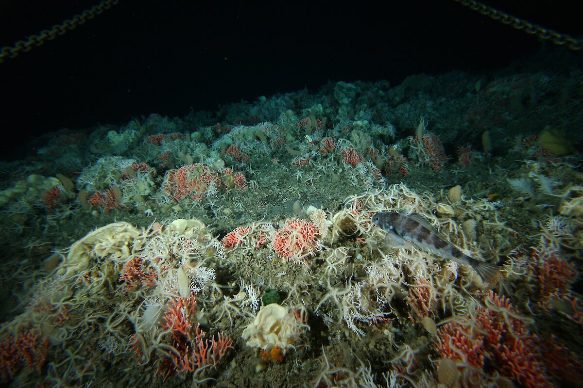 Морское дно ледовитого океана