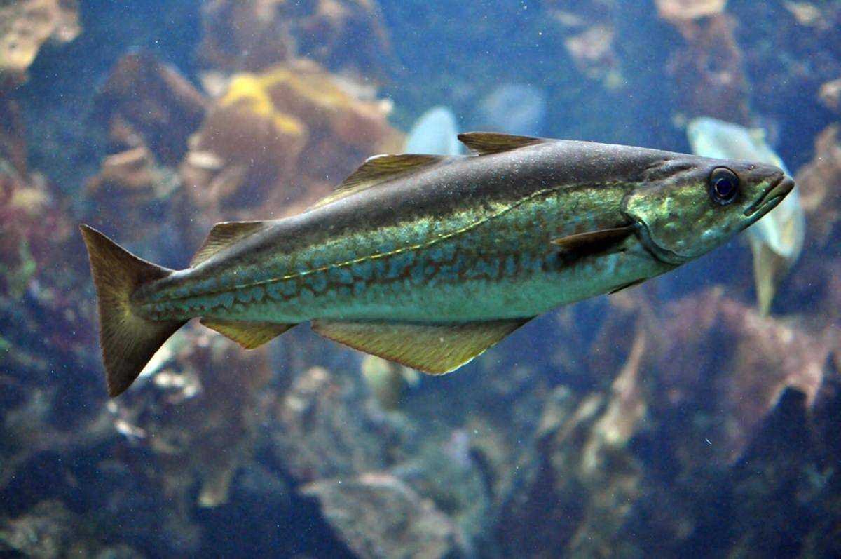Минтай (Theragra chalcogramma)