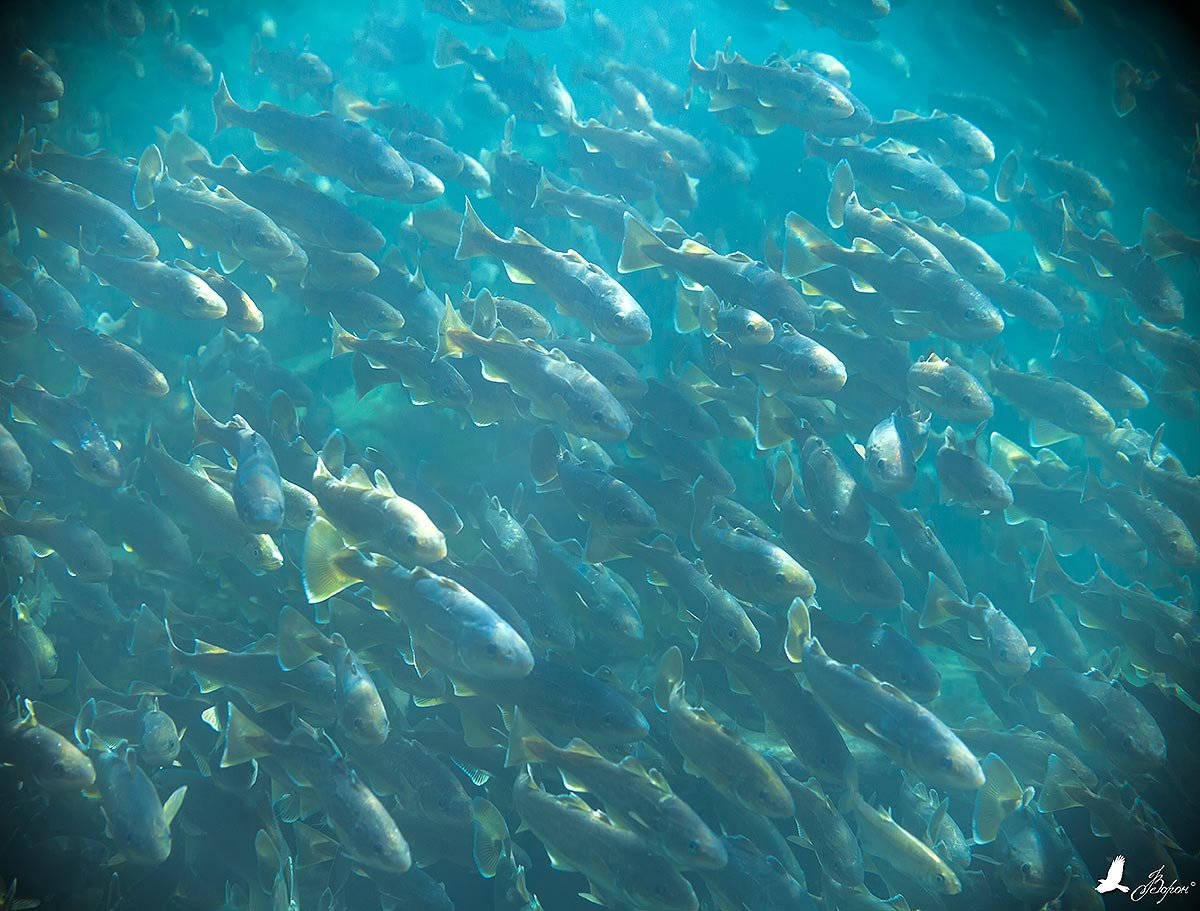 Сельдь Охотское море