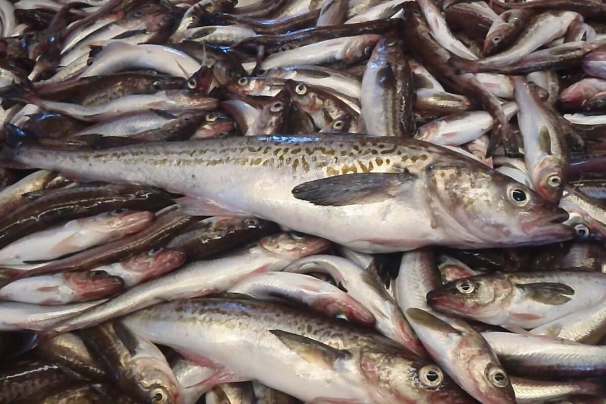 Минтай Охотского моря
