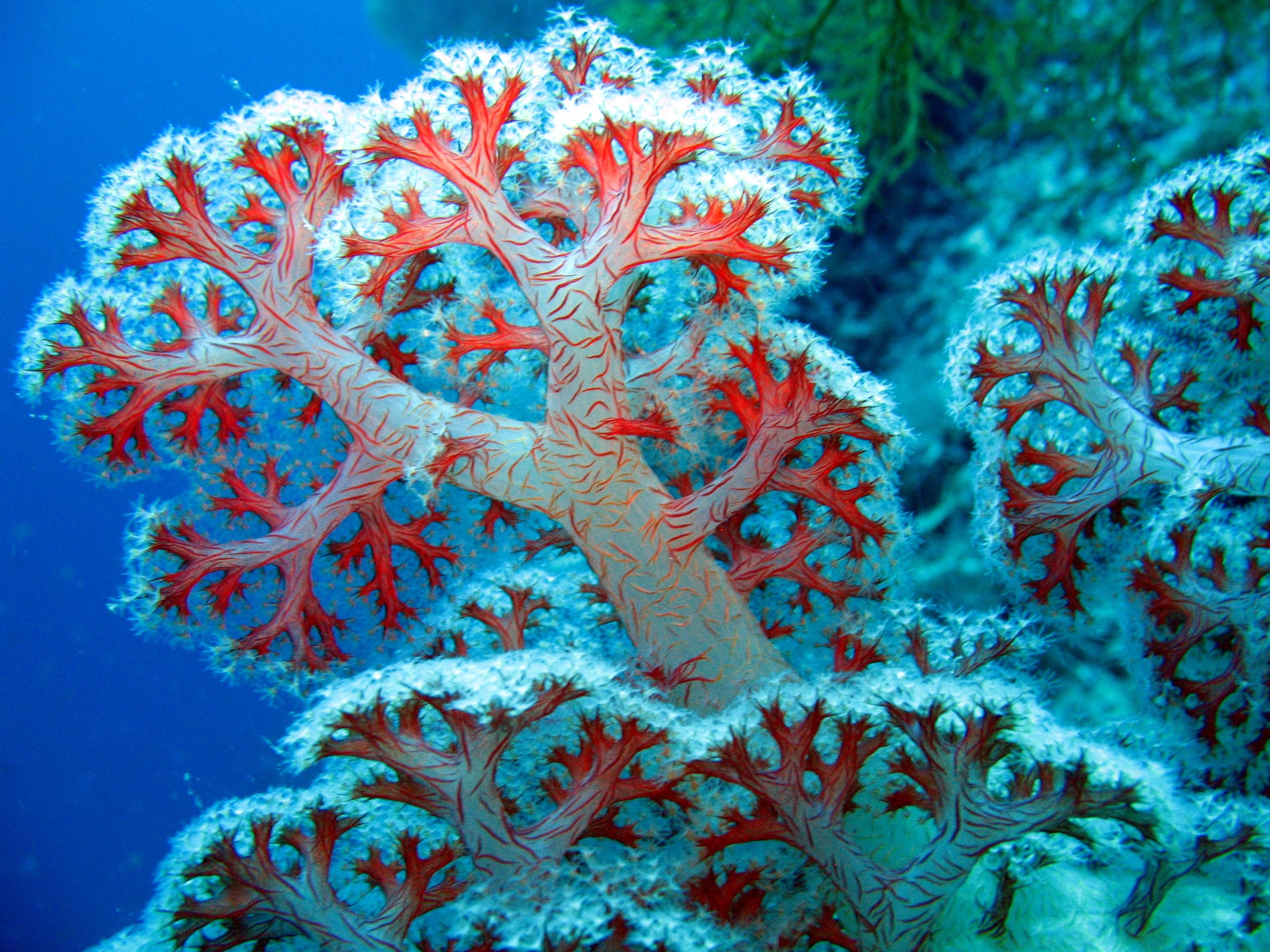 El coral. Коралловые полипы рифы. Коралловые полипы Кишечнополостные. Красный коралл Кишечнополостные. Морские Кишечнополостные коралловые полипы.