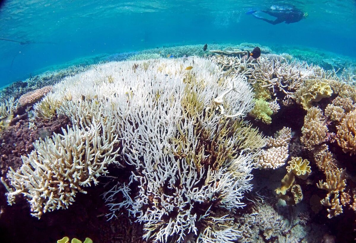 Coral Bleaching