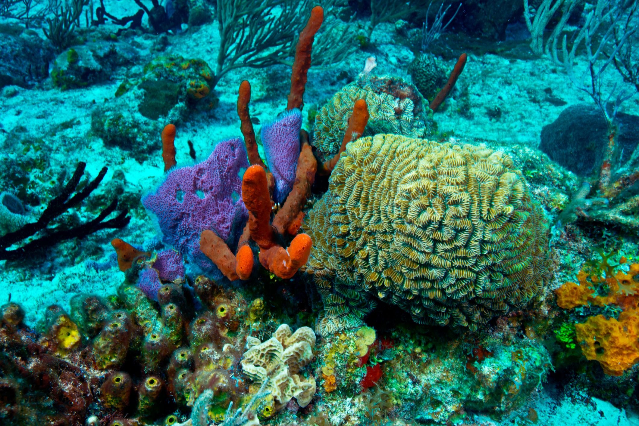 Коралловые обитатели. Мезоамериканский Барьерный риф. Морской парк на рифах Туббатаха. Мезоамериканский коралловый риф. Большой Барьерный риф в тихом океане.
