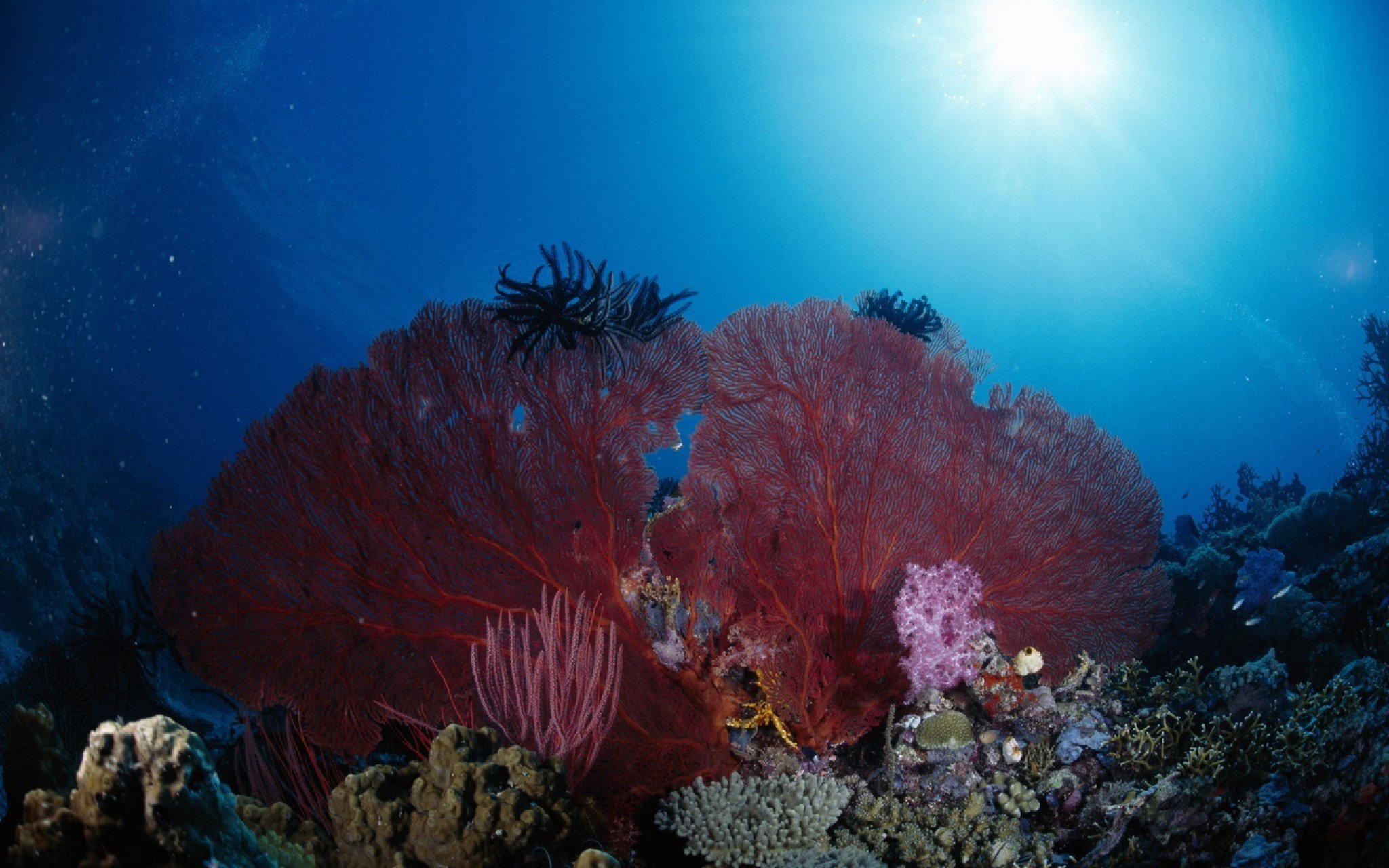 Какие водоросли глубоководные. Коралловые полипы Тихого океана. Атлантический океан коралловый риф. Морские лилии Атлантический океан. Диатомеи водоросли Тихого океана.