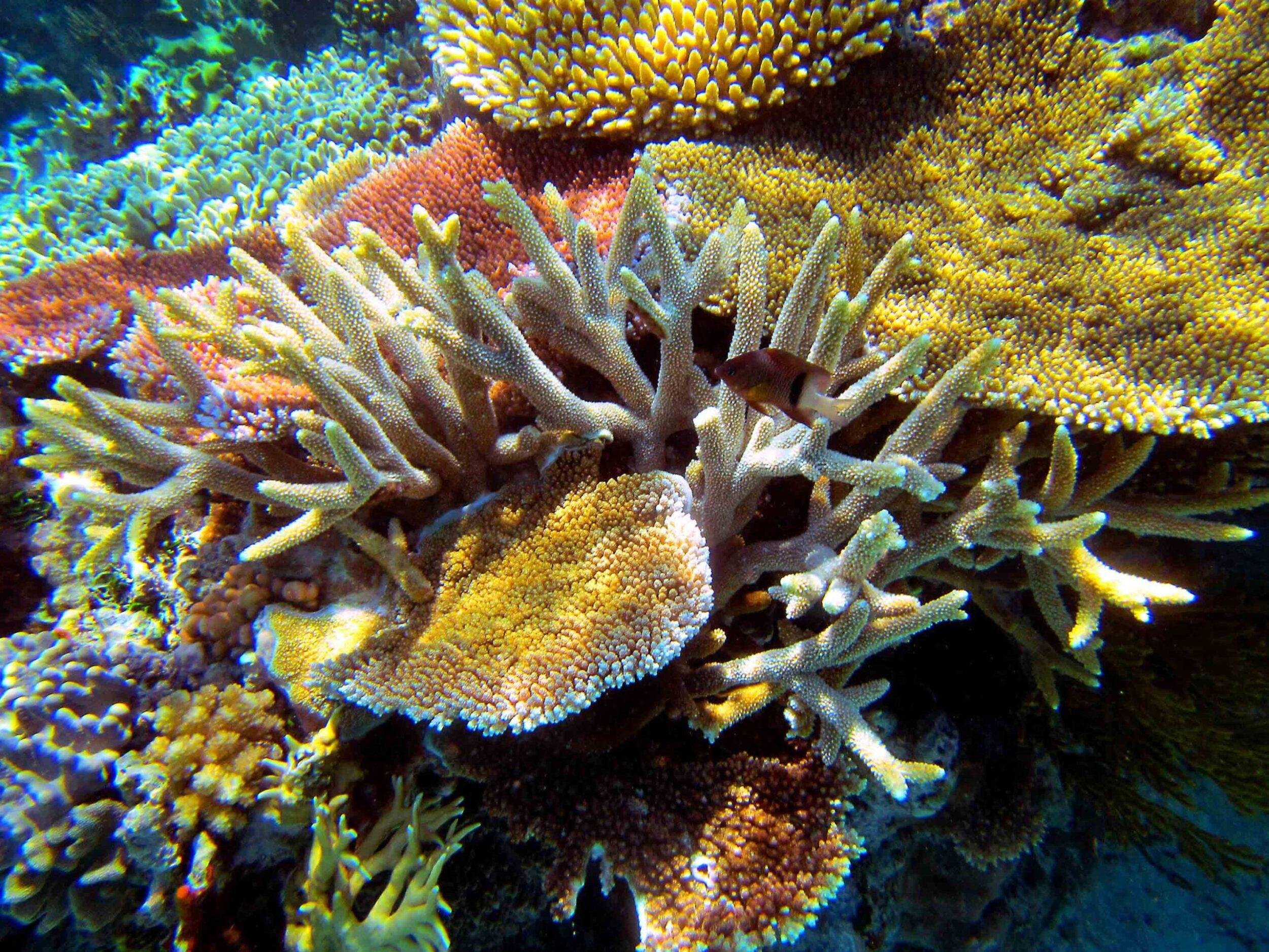 Great coral reef. Большой Барьерный риф Австралия. Коралловый риф в Австралии. Кораллы большого барьерного рифа Австралия. Большой Барьерный риф Австралия подводный мир.