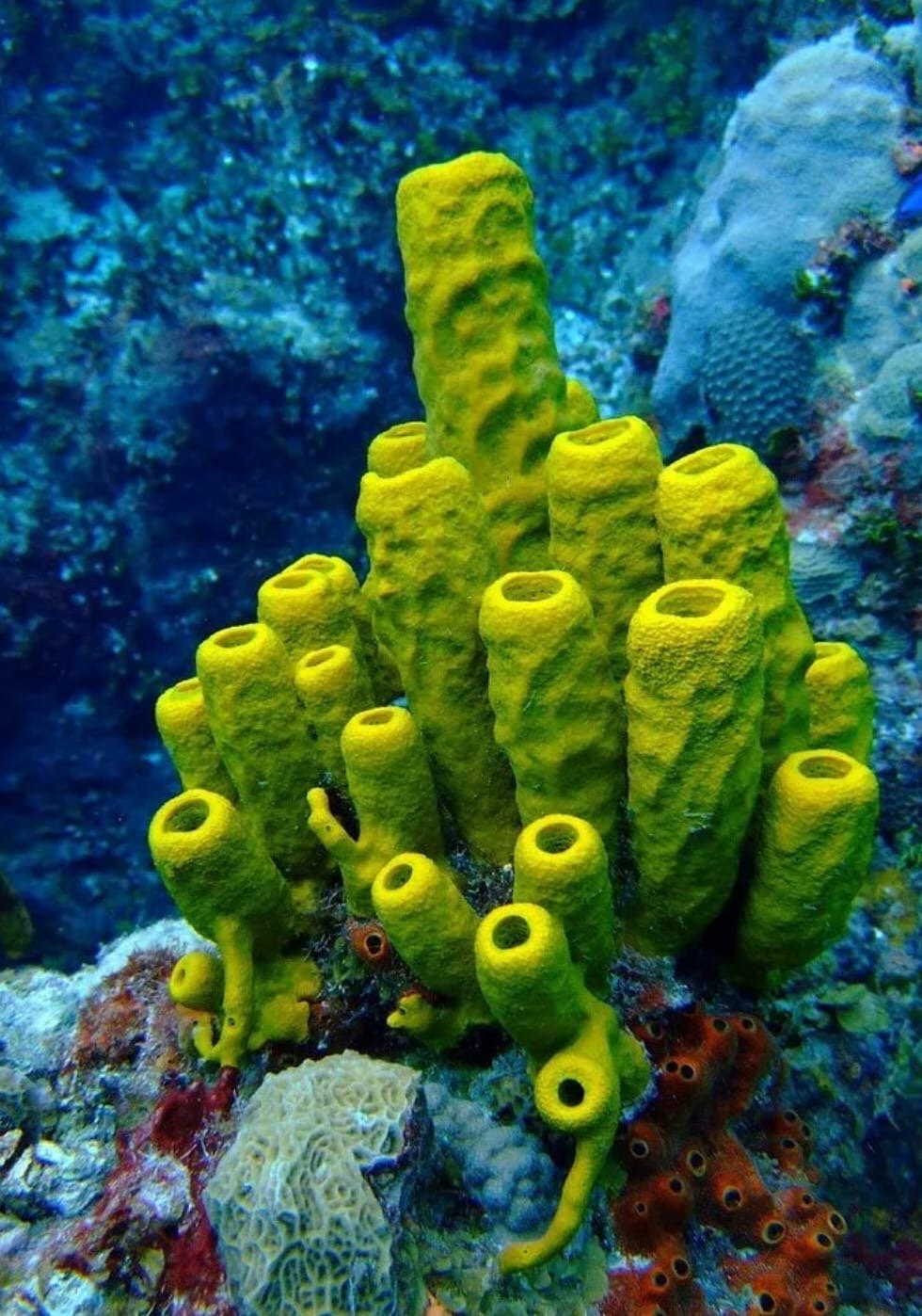 Губки Porifera Spongia