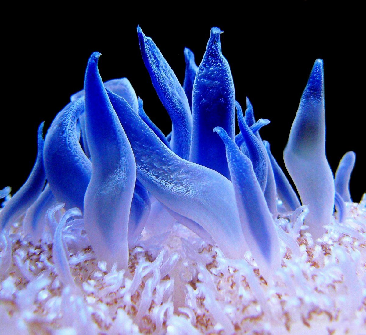Морские водоросли актинии