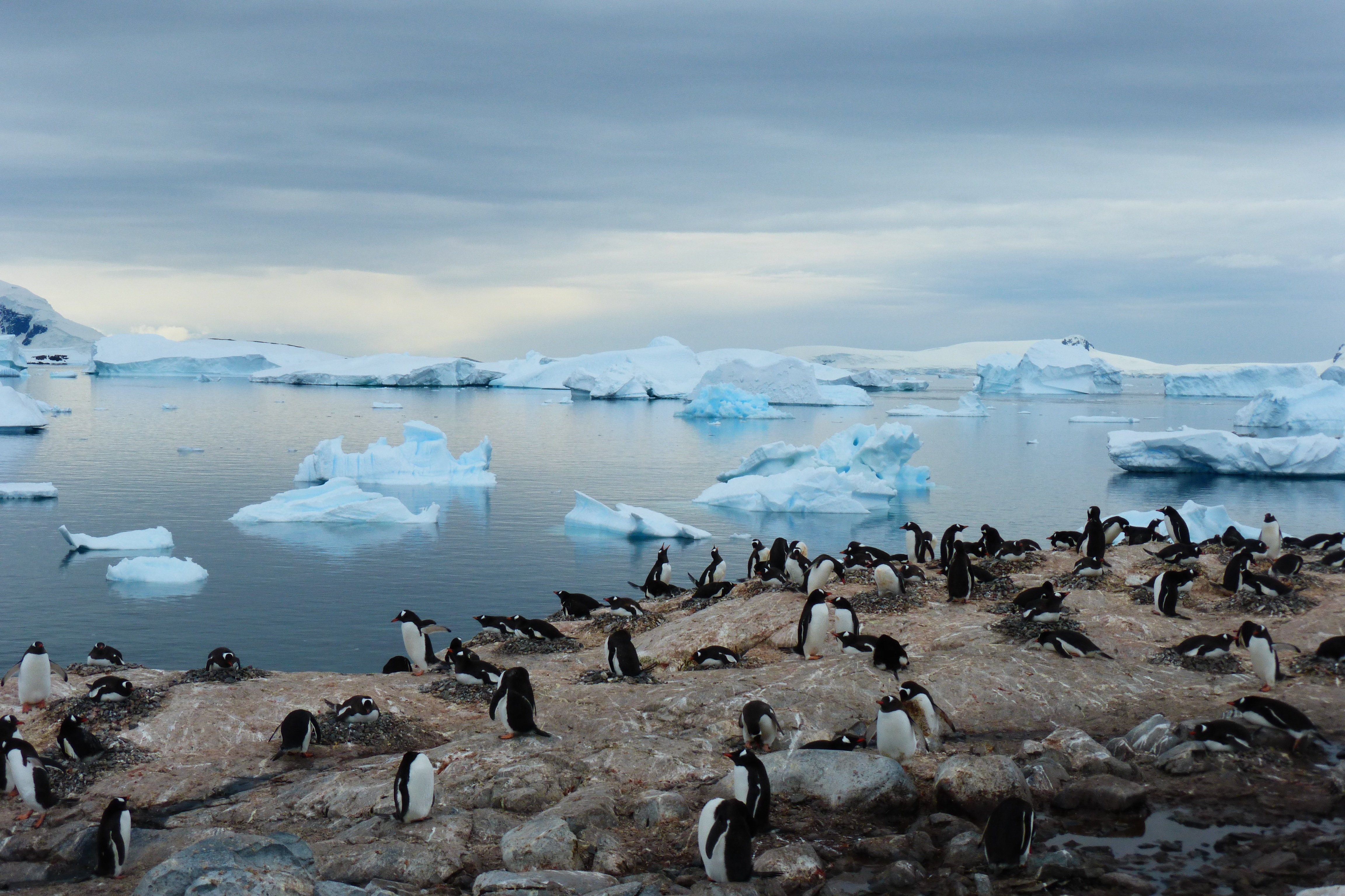 Бассейн антарктического океана реки. Северный Ледовитый океан пингвины. Северный Ледовитый океан и Антарктида. Арктика Антарктика Антарктида. Арктика Северный Ледовитый океан.