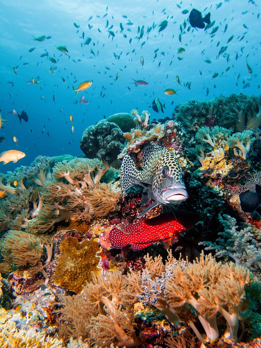 Красное Море Фото Под Водой