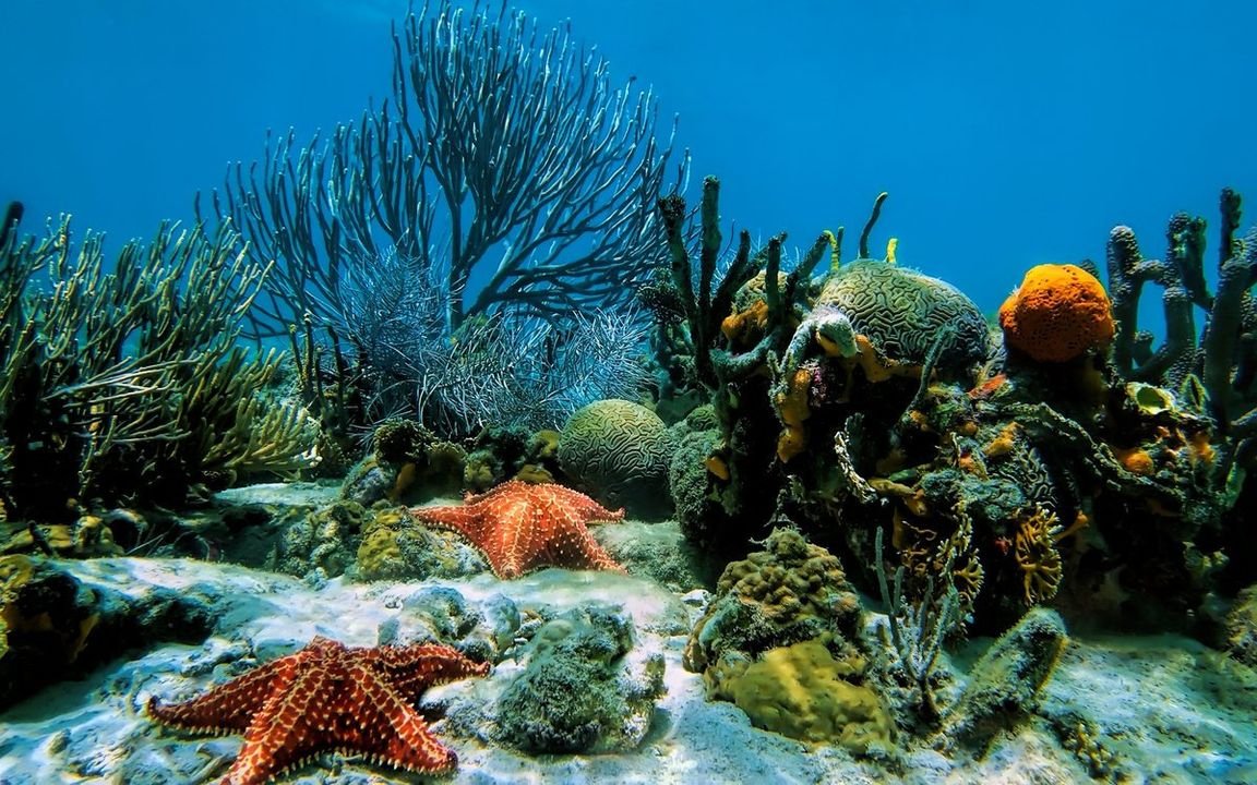 Дно моря