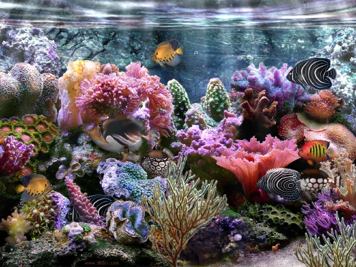 Красивые рифы