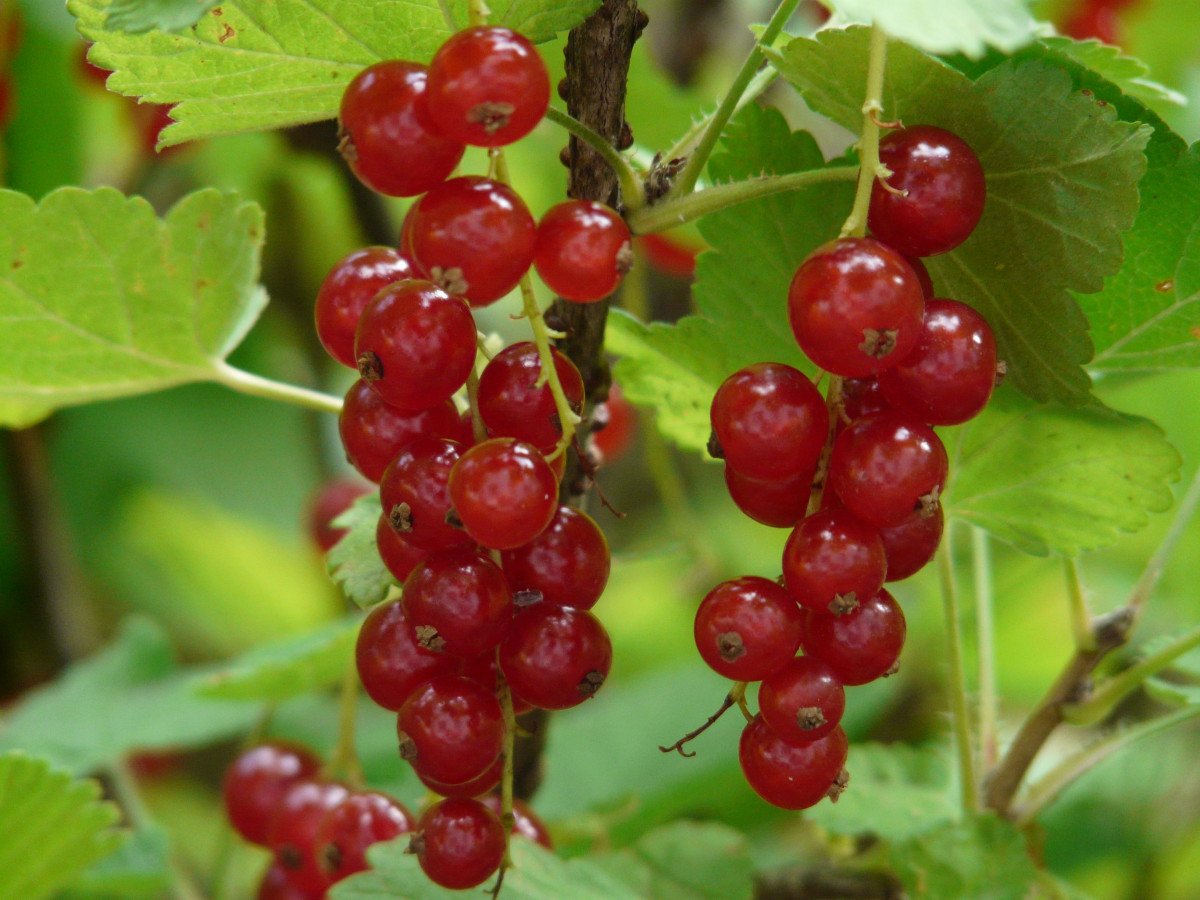 Смородина красная - ribes rubrum