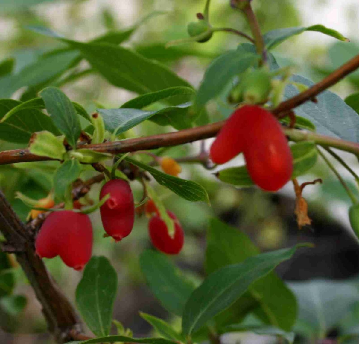 Жимолость съедобная кустарник