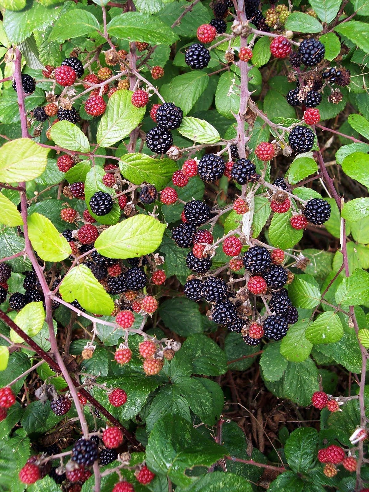 Ежевика Rubus fruticosus белая