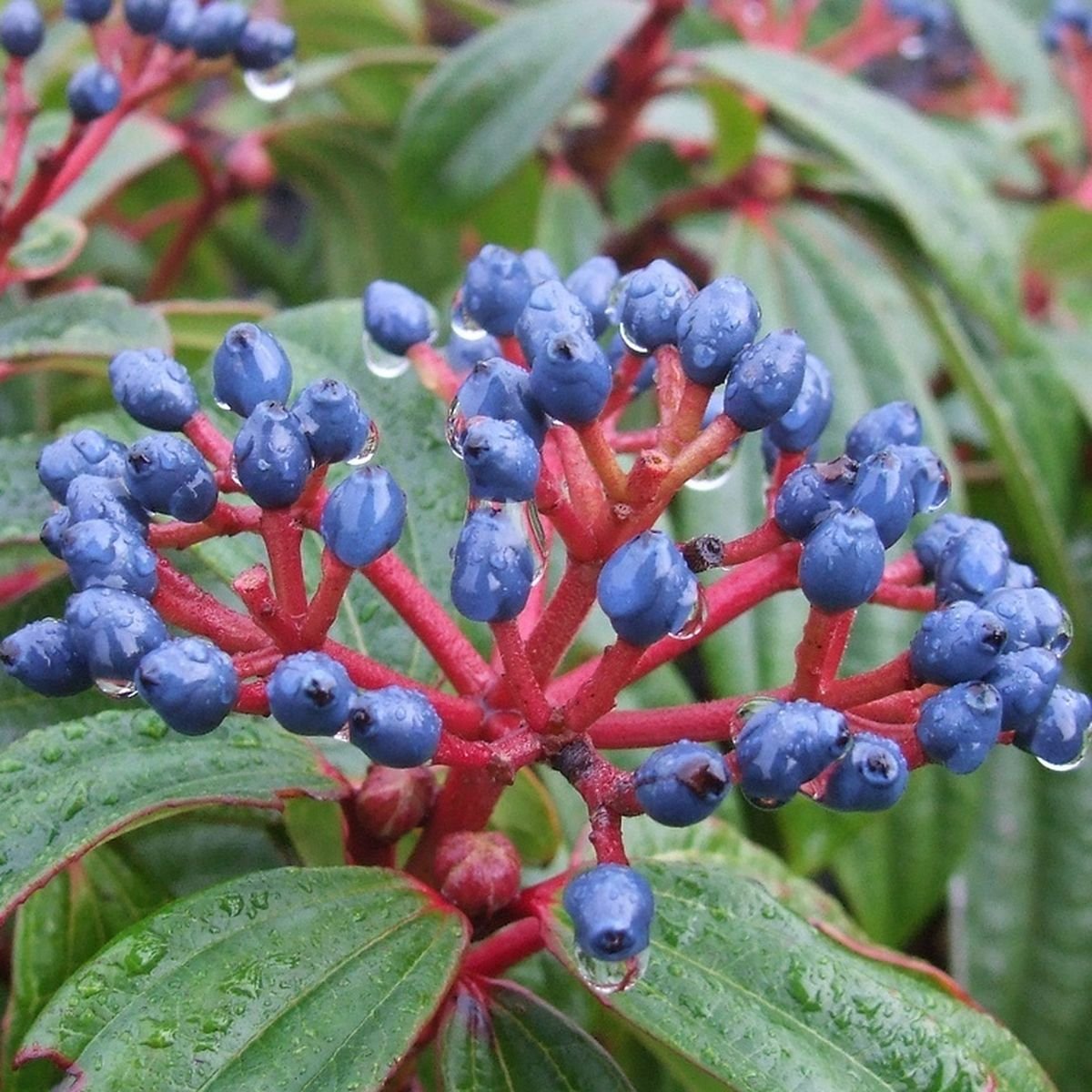 Viburnum davidii