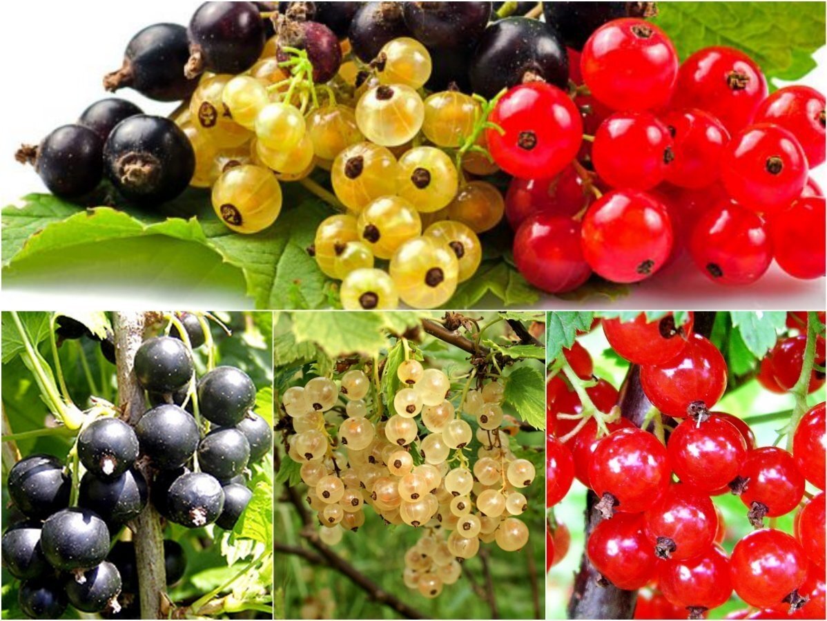 Кусты смородины чёрной красной белой