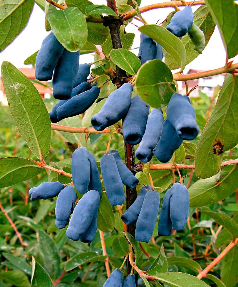 Жимолость съедобная (Lonicera edulis)