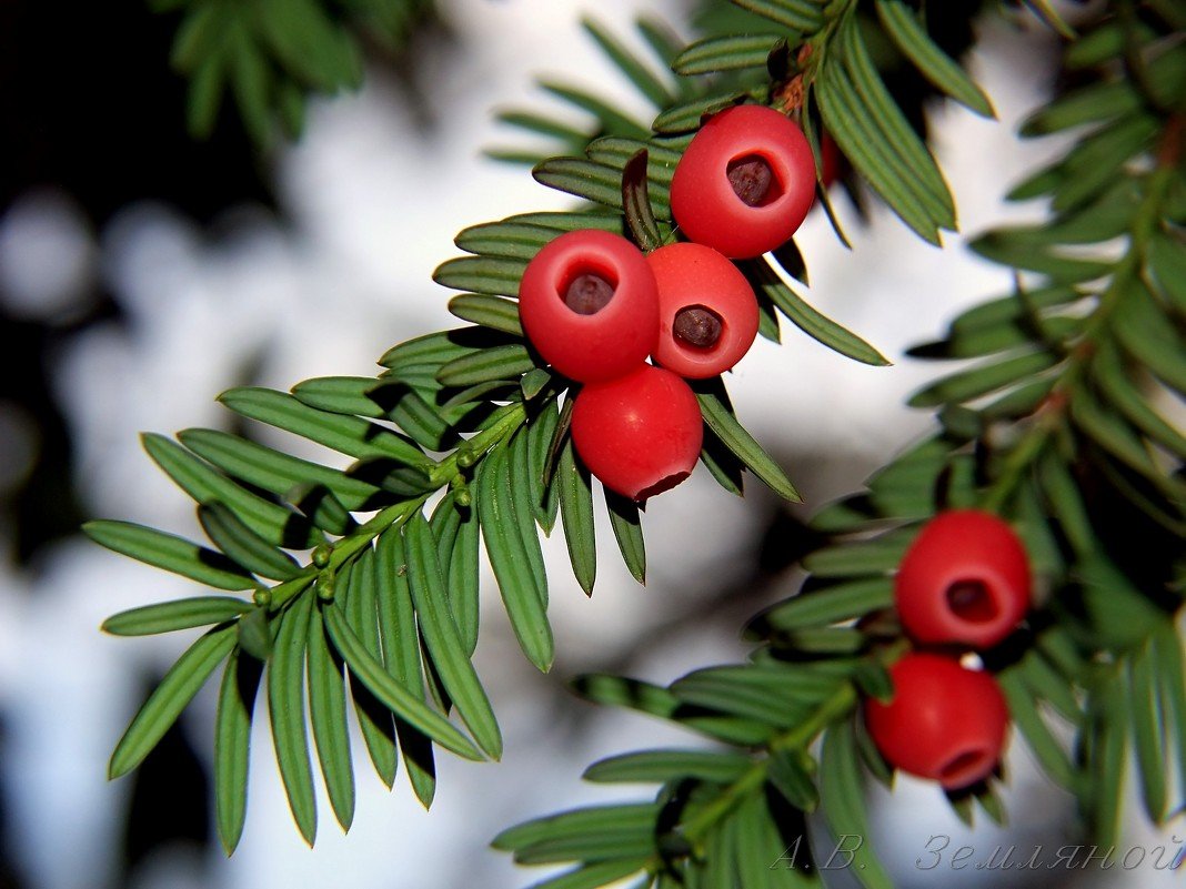 Тисс ягодный (Taxus baccata