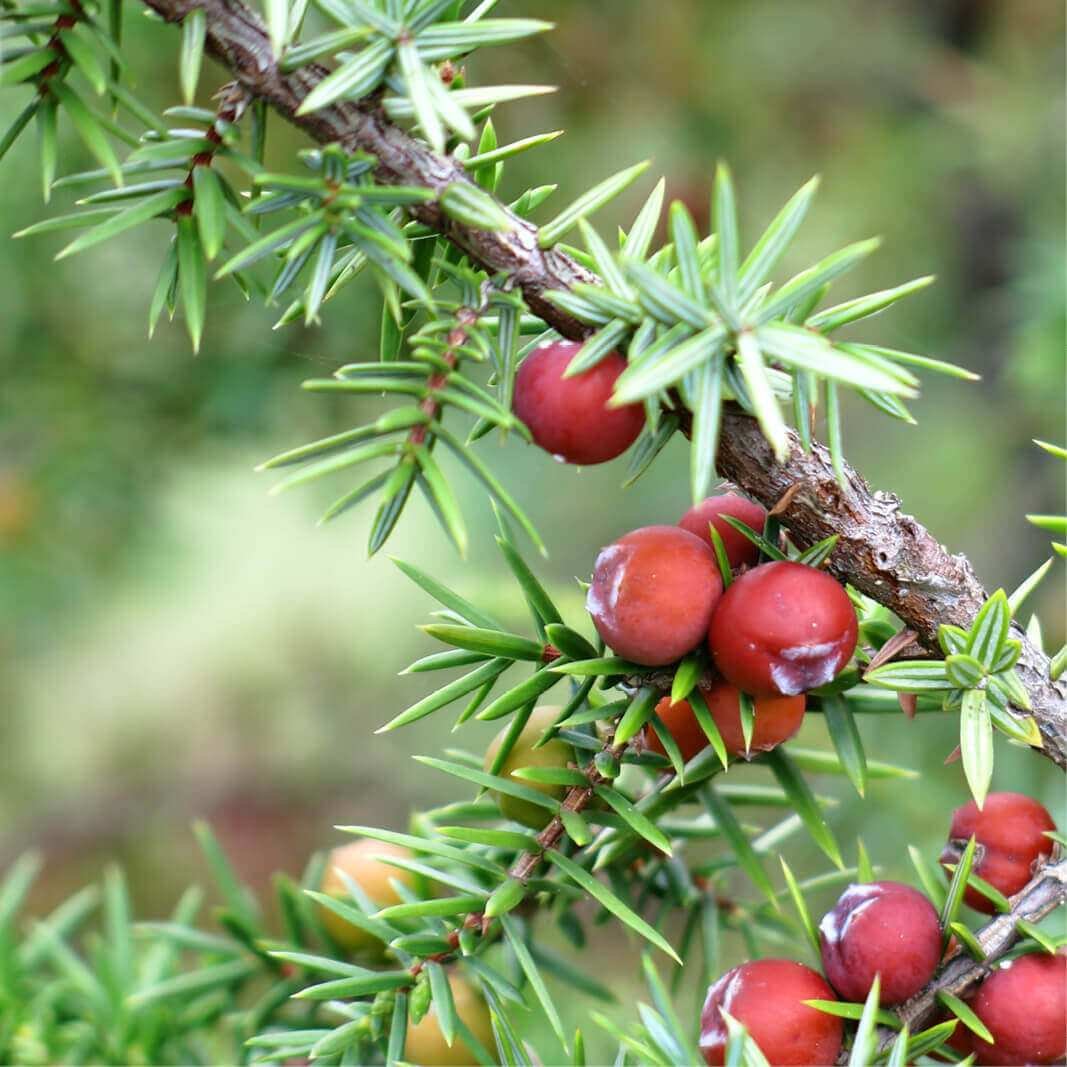 Можжевельник колючий Juniperus oxycedrus