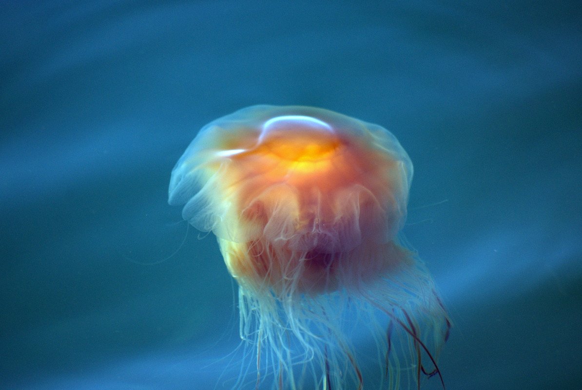 Медузы в северном ледовитом океане
