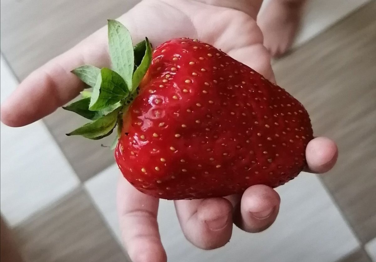 Сорт Квики