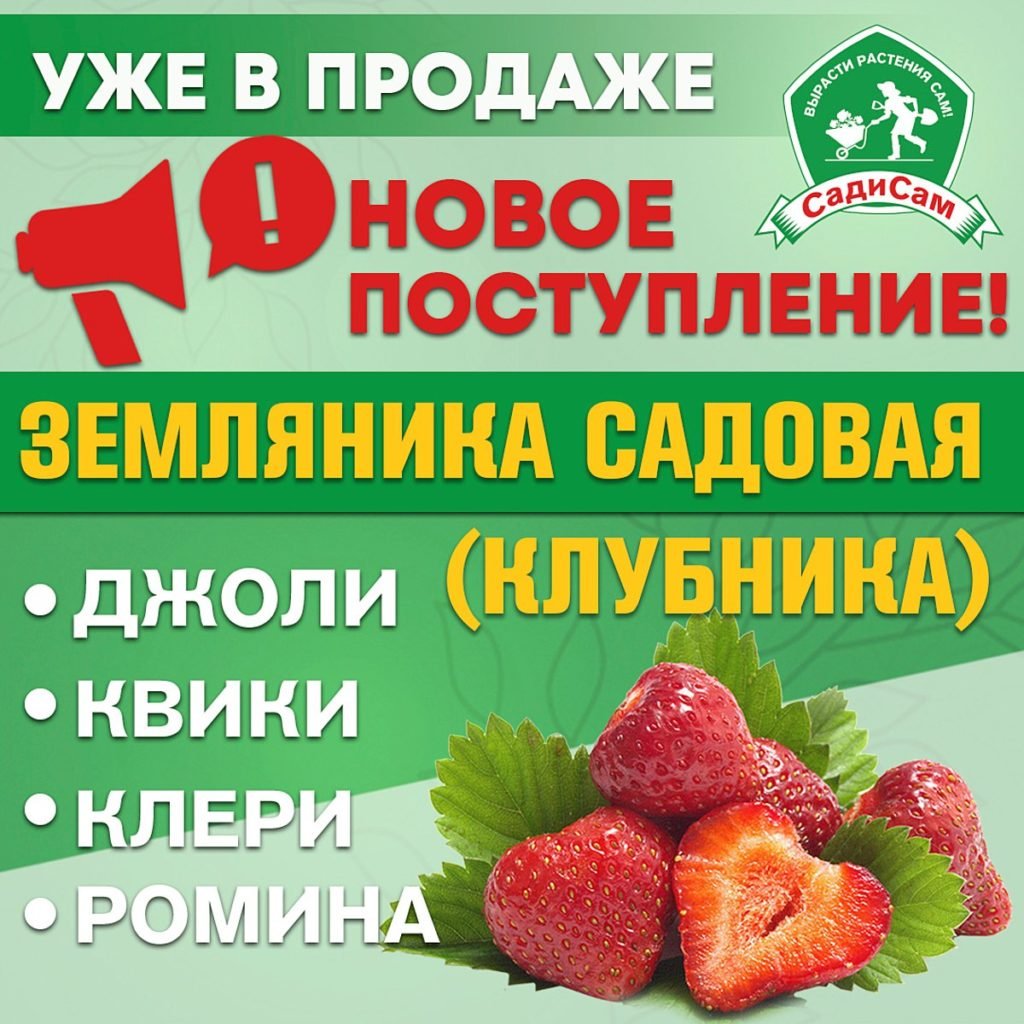 Ягода квики